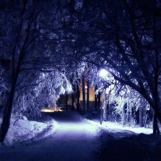 Forest winter night wallpaper