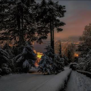 Forest winter night wallpaper