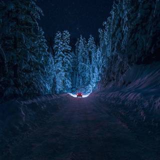 Forest winter night wallpaper