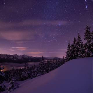 Forest winter night wallpaper