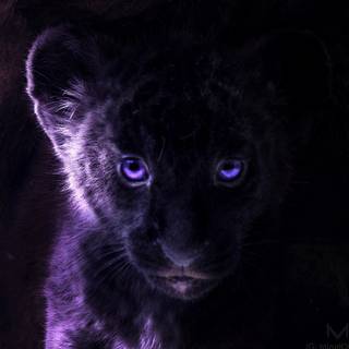 Dark lion 4k wallpaper