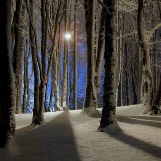 Forest winter night wallpaper