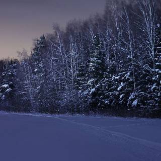 Forest winter night wallpaper