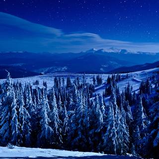 Forest winter night wallpaper