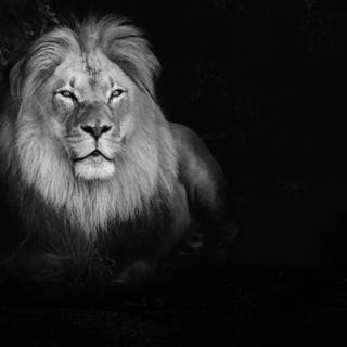 Dark lion 4k wallpaper