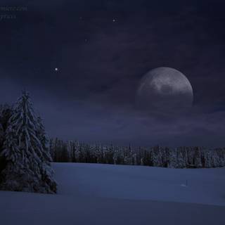 Forest winter night wallpaper