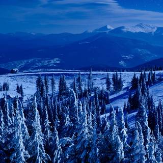 Forest winter night wallpaper