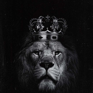 Lion black Android wallpaper