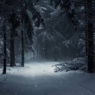 Forest winter night wallpaper