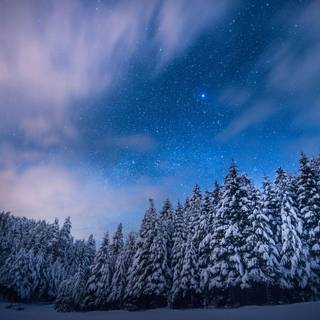 Forest winter night wallpaper