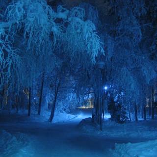 Forest winter night wallpaper