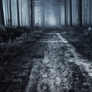 Spooky Halloween forest wallpaper