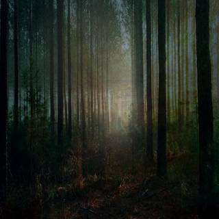 Spooky Halloween forest wallpaper