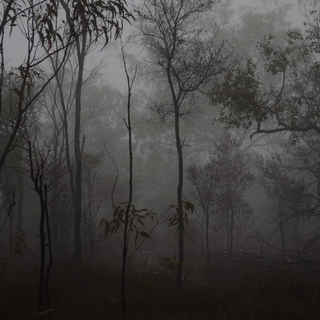 Spooky Halloween forest wallpaper