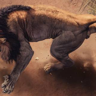 Angry lion 4k wallpaper