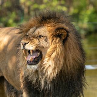 Angry lion 4k wallpaper