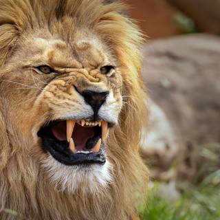 Angry lion 4k wallpaper