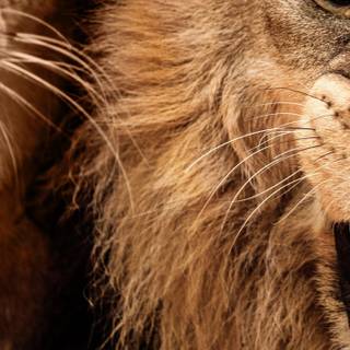 Angry lion 4k wallpaper