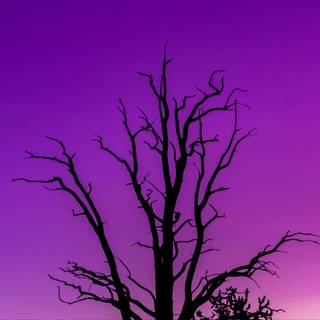 Minimalist purple 4k wallpaper