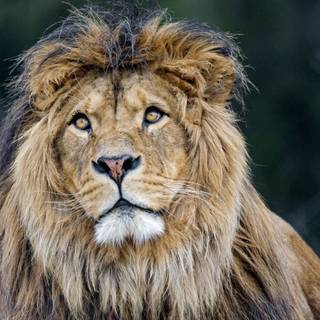 Angry lion 4k wallpaper