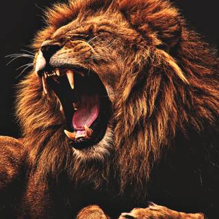 Angry lion 4k wallpaper