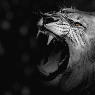 Angry lion 4k wallpaper