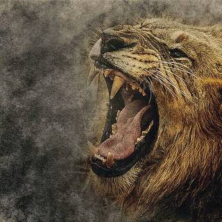 Angry lion 4k wallpaper