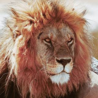 4k lion phone wallpaper