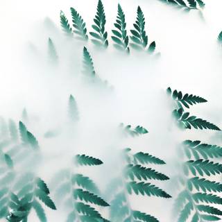 Green leaf 4k wallpaper