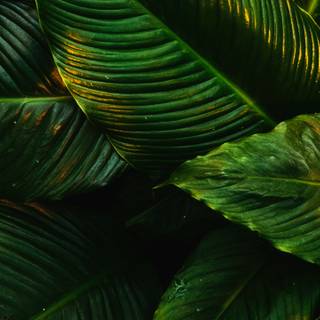 Green leaf 4k wallpaper