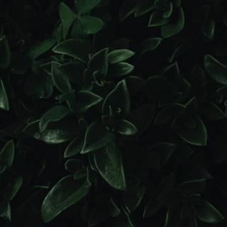 Green leaf 4k wallpaper