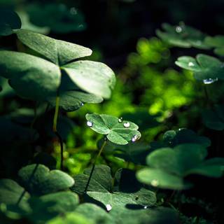 Green leaf 4k wallpaper