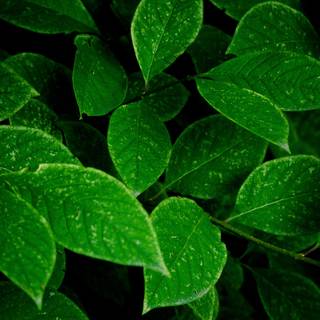 Green leaf 4k wallpaper