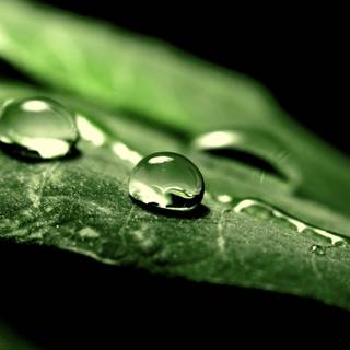 Green leaf 4k wallpaper