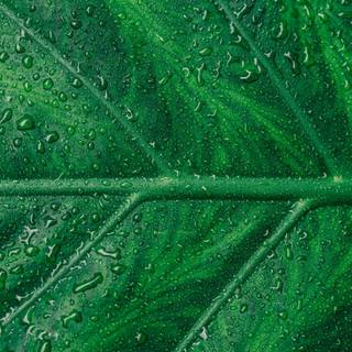 Green leaf 4k wallpaper