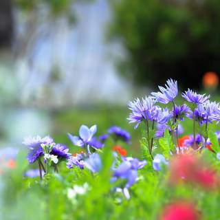 Flowers HD 4k wallpaper