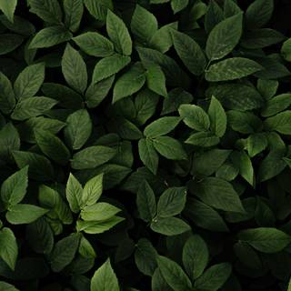 Green leaf 4k wallpaper