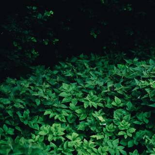 Green leaf 4k wallpaper