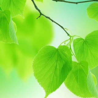 Green leaf 4k wallpaper