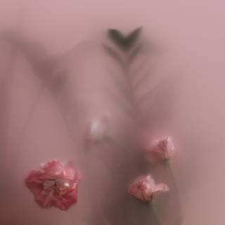 Flowers HD 4k wallpaper