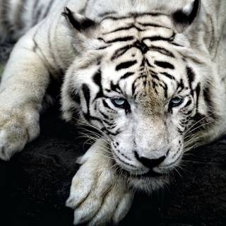 4k white tiger wallpaper