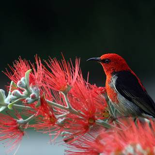 Flowers HD 4k wallpaper