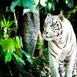 4k white tiger wallpaper