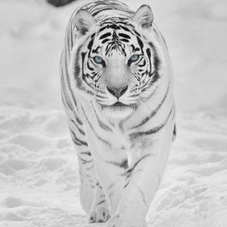 4k white tiger wallpaper