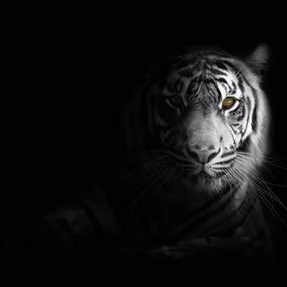 4k white tiger wallpaper