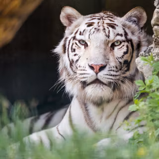 4k white tiger wallpaper