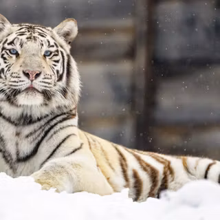 4k white tiger wallpaper