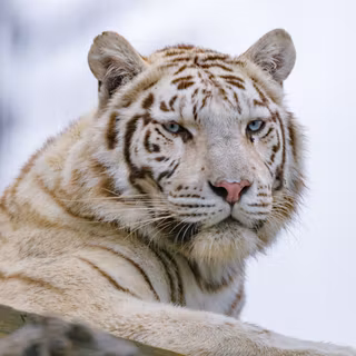4k white tiger wallpaper
