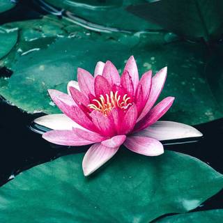 Water 4k mobile wallpaper