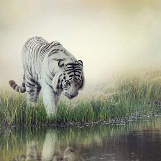 4k white tiger wallpaper